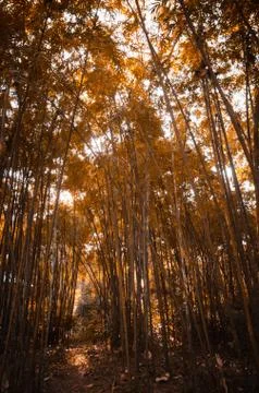 Bamboo forest Stock Photos