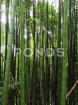 Bamboo forest Stock Photos