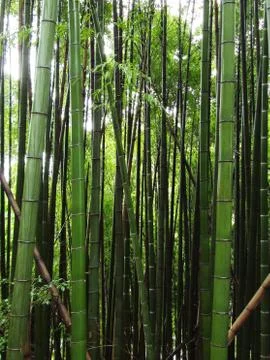 Bamboo forest 写真素材