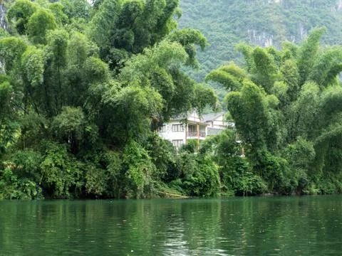 Bamboo forest Stock Photos