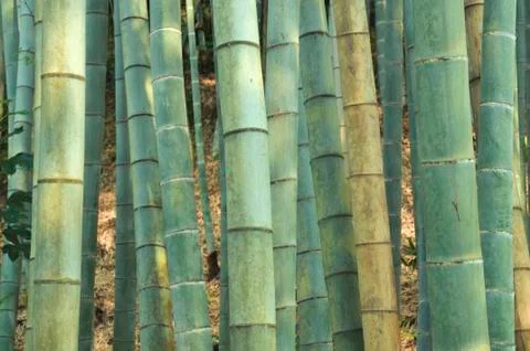 Bamboo forest Stock Photos