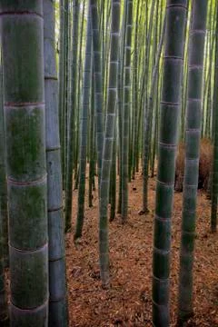 Bamboo forest Stock Photos