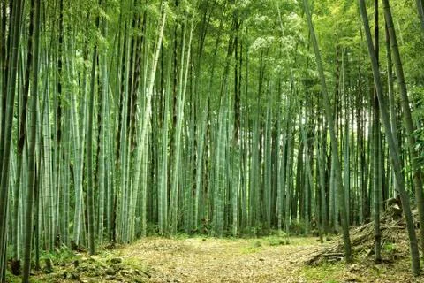 Bamboo forest Stock-Fotos