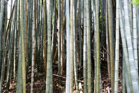 Bamboo forest Foto stock