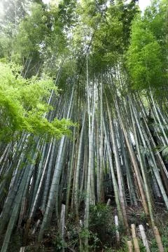 Bamboo forest 스톡 사진