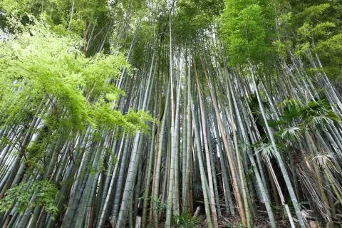 Bamboo forest Stock-Fotos