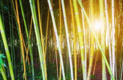 Bamboo forest Stock Photos
