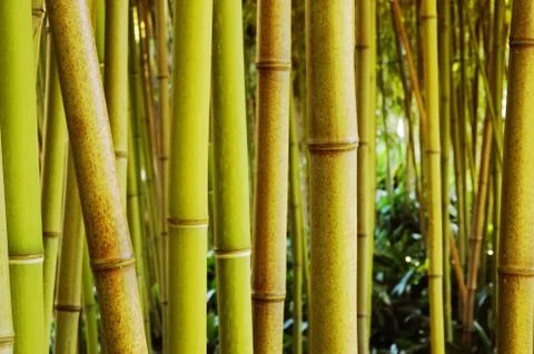 Bamboo forest Stock Photos