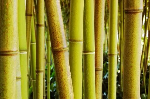 Bamboo forest Stock-Fotos