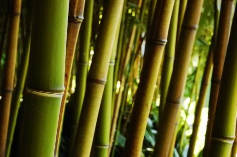 Bamboo forest Stock Photos