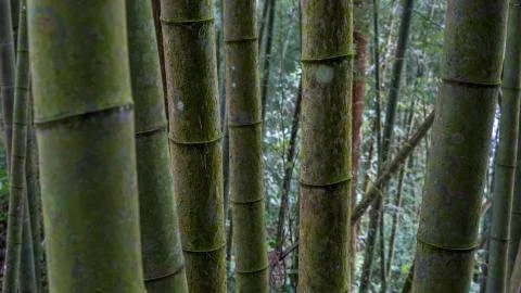 Bamboo Forest Stock-Fotos
