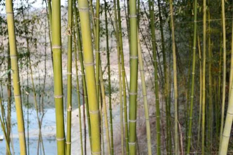 Bamboo forest Stock-Fotos