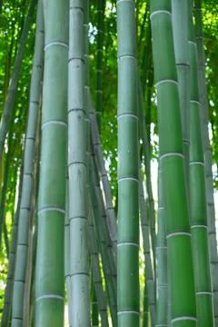 Bamboo forest Stock Photos