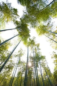 Bamboo forest Stock Photos