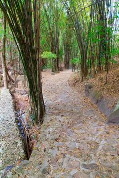 Bamboo forest Foto stock