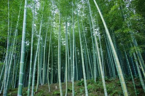 Bamboo forest Stock Photos