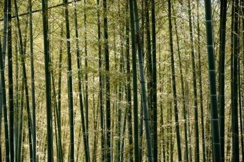 Bamboo forest Stock Photos