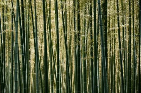 Bamboo forest Stock Photos