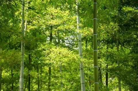 Bamboo forest Stock Photos