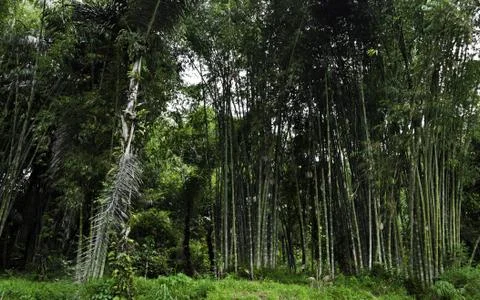 Bamboo forest Foto stock
