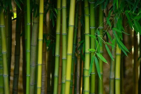 Bamboo forest Stock Photos