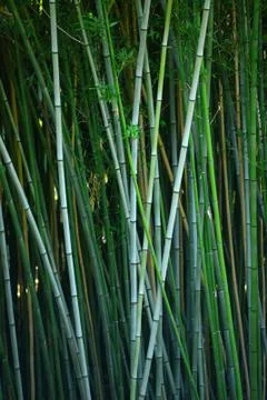 Bamboo forest Stock Photos
