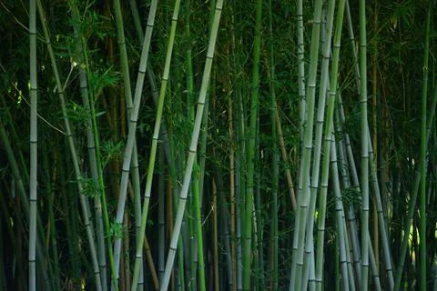 Bamboo forest Stock Photos