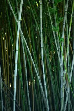 Bamboo forest Stock Photos