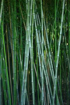 Bamboo forest Stock Photos