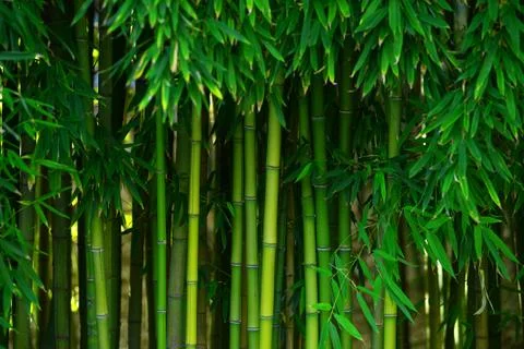 Bamboo forest Stock Photos