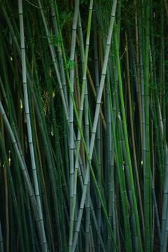 Bamboo forest Stock Photos