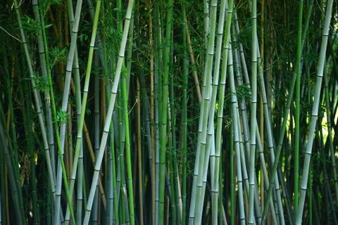 Bamboo forest Stock Photos