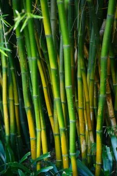 Bamboo forest Stock Photos