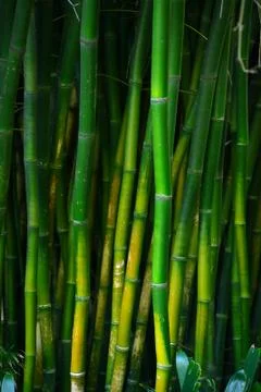 Bamboo forest Stock Photos