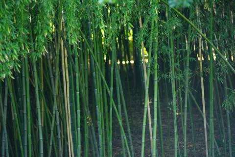 Bamboo forest Stock Photos