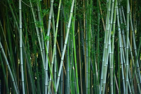 Bamboo forest Stock Photos