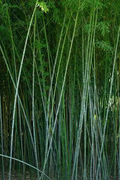 Bamboo forest Stock Photos