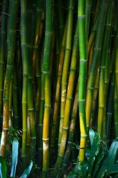 Bamboo forest Stock Photos