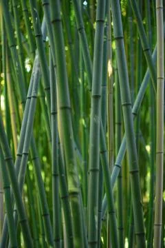 Bamboo forest Stock Photos