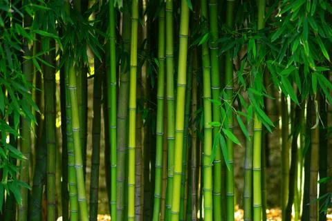Bamboo forest Stock Photos