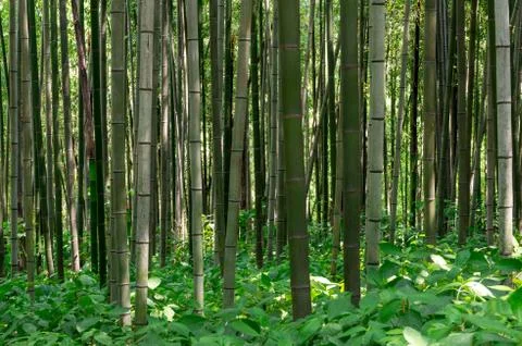 Bamboo forest Stock Photos
