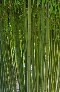 Bamboo forest Stock Photos