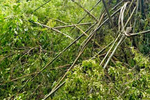 Bamboo forest Foto stock