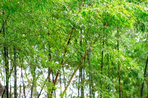 Bamboo forest Stock Photos