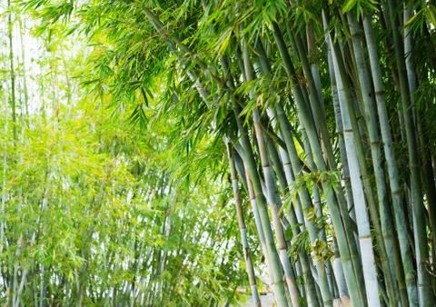 Bamboo forest Stock Photos