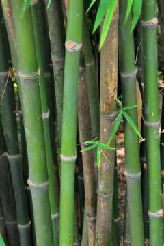 Bamboo Forest Foto stock