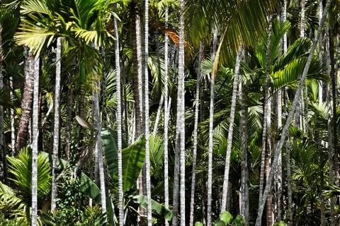 Bamboo forest Stock-Fotos