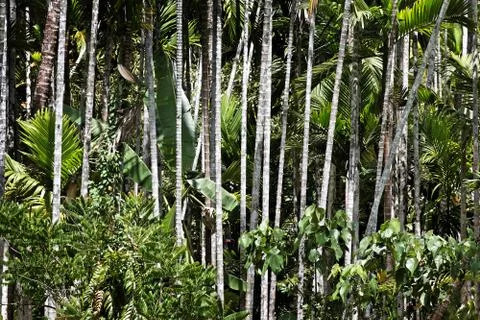 Bamboo forest Foto stock