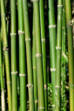 Bamboo forest Stock Photos