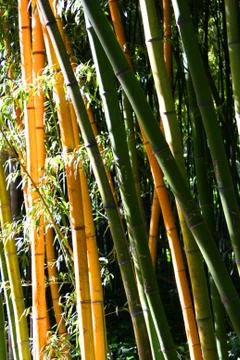 Bamboo Forest Stock Photos